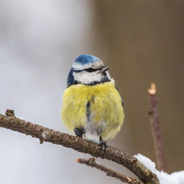 Blue tit on a branch — Stock Photo, Image