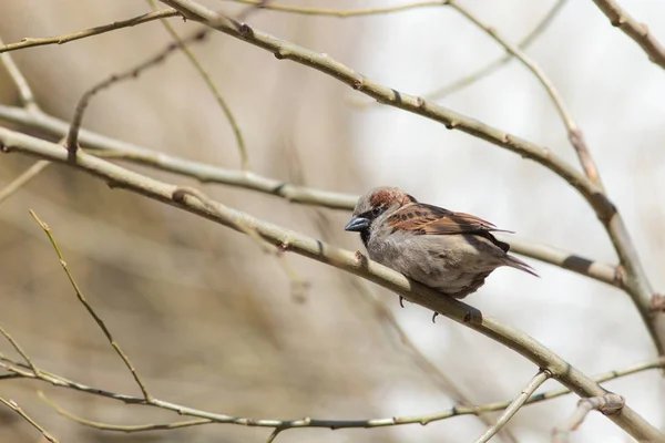 Sparrow on a tree branch — Stock Photo, Image