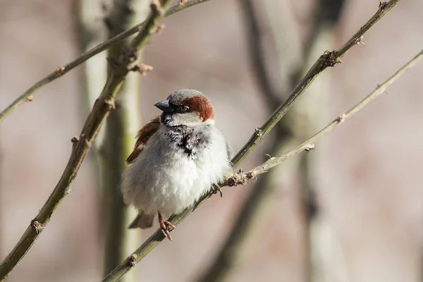 Sparrow na větve — Stock fotografie