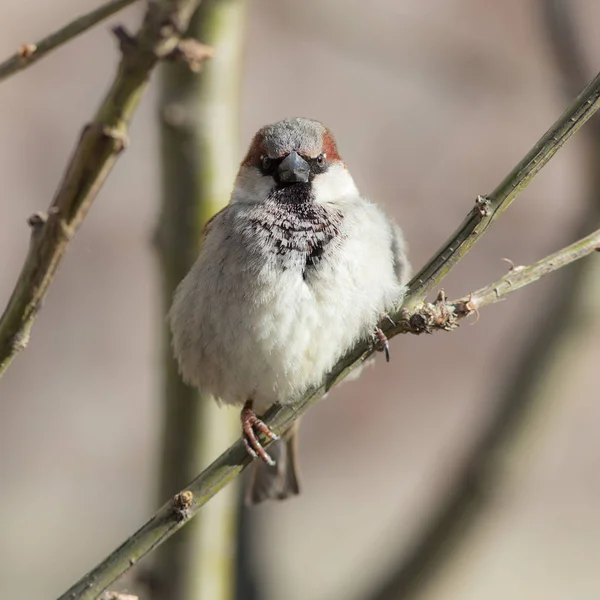 Sparrow fechar — Fotografia de Stock