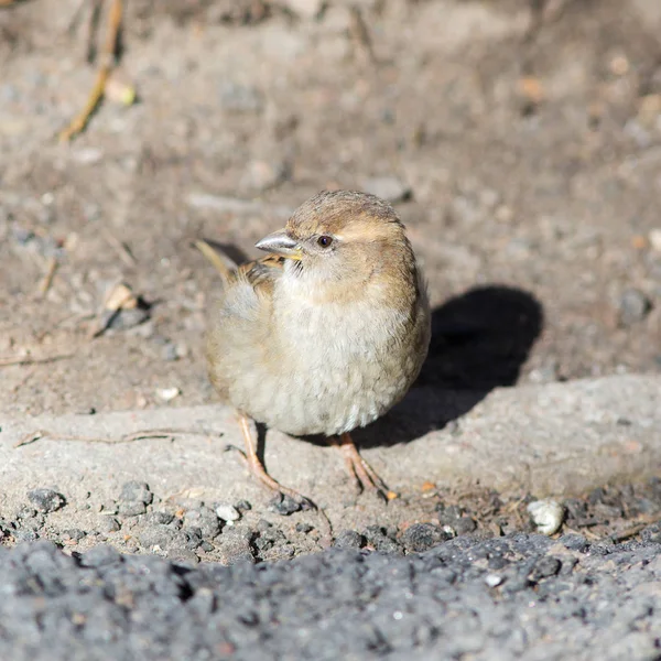 Sparrow in sunny day — Stock Photo, Image