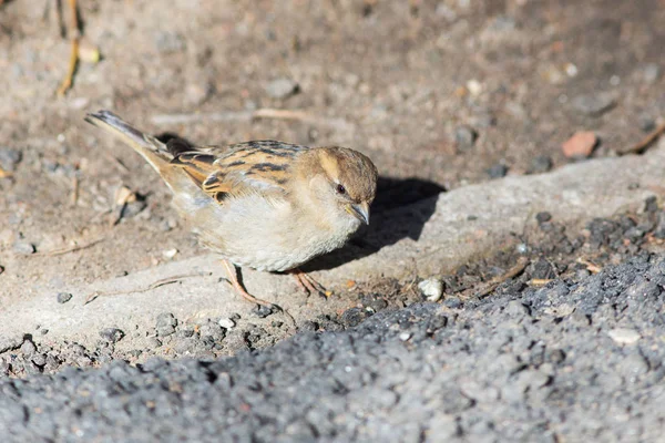 Sparrow in de buurt van de weg — Stockfoto
