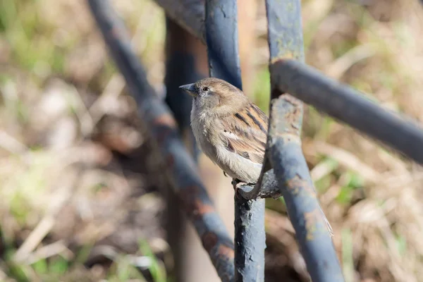 Portrait of a sparrow — Stock Photo, Image