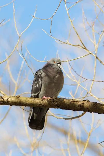 Taube auf einem Baum — Stockfoto