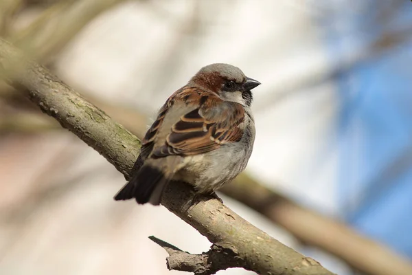 Portret van een nieuwsgierig sparrow — Stockfoto