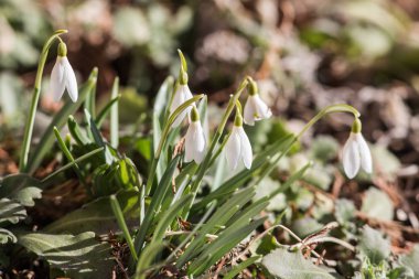 Beyaz kardelen portre