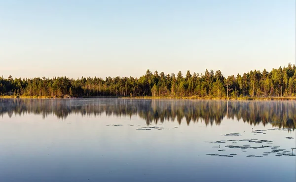 Утро на лесном озере — стоковое фото
