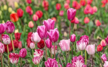 Bahar bahçesinde laleler