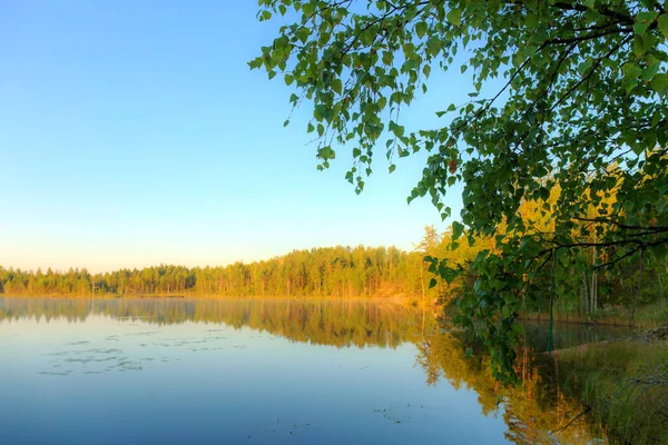 Göl üzerinde ağaç — Stok fotoğraf