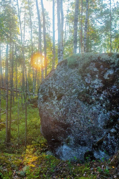 Roca en el bosque —  Fotos de Stock