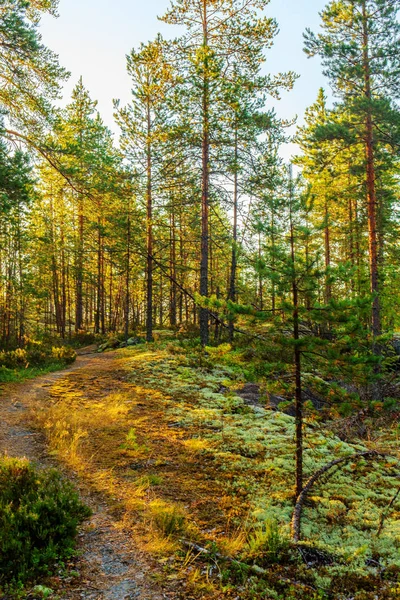 Ochtend in het bos — Stockfoto