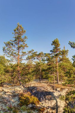Pines buzlu