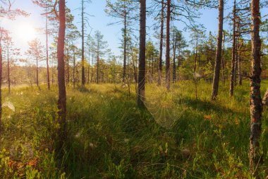 Sabah örümcek ağı