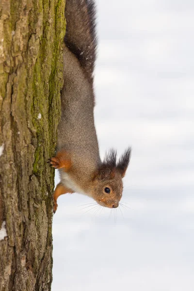 Eichhörnchen an einem Wintertag — Stockfoto