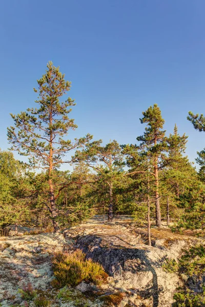 Pijnbomen op de rotsen — Stockfoto