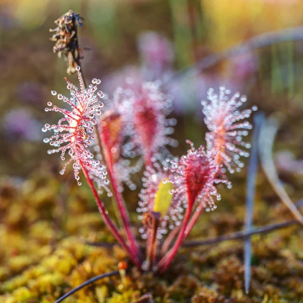 Sundew close up — Stock Photo, Image