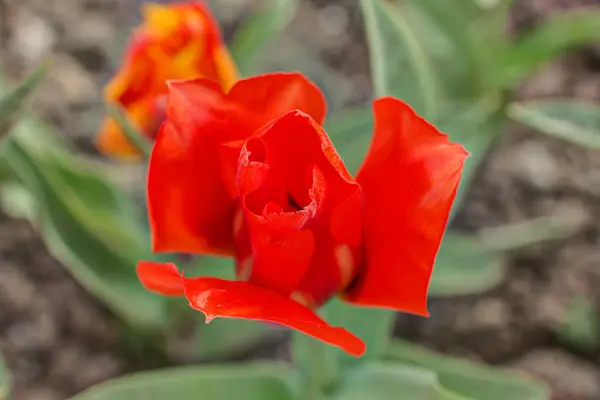 Tulipa vermelha brilhante — Fotografia de Stock