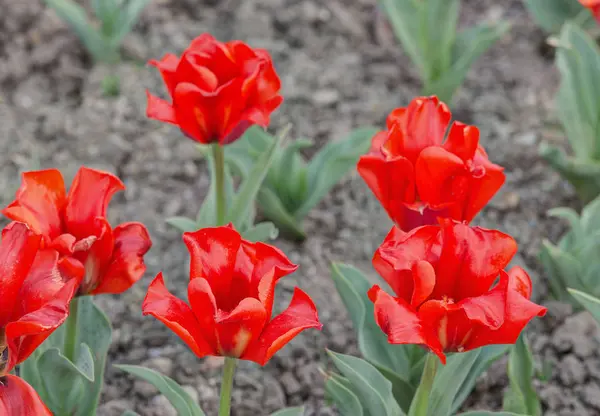 Tulipani rossi in primavera — Foto Stock