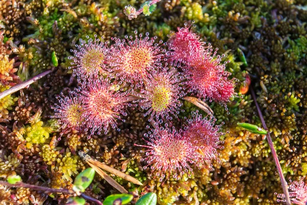 Sundew close up — Stock Photo, Image