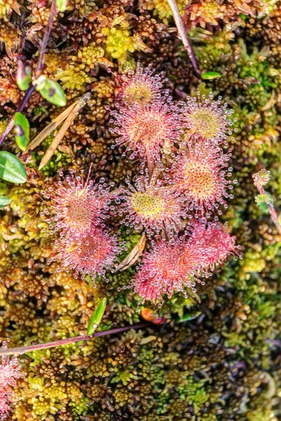 Sundew on the swamp — Stock Photo, Image