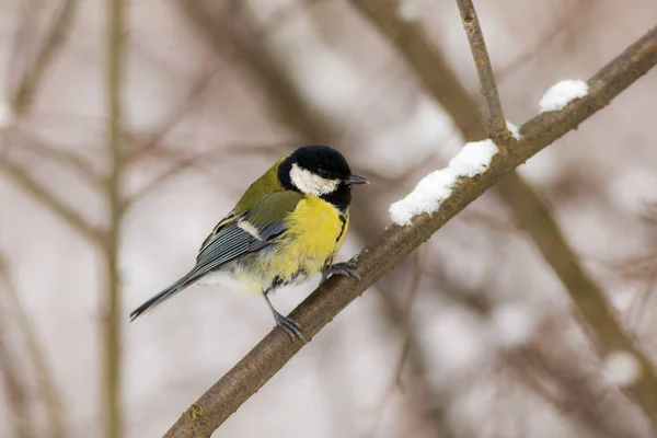 Tit em um ramo no inverno — Fotografia de Stock