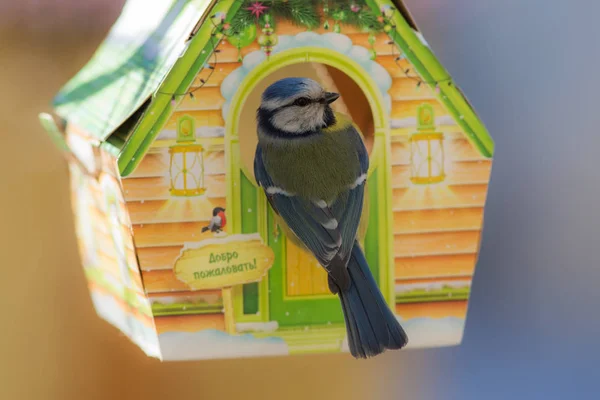 Blue tit in a cardboard trough — Stock Photo, Image