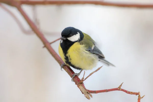 Tit närbild — Stockfoto