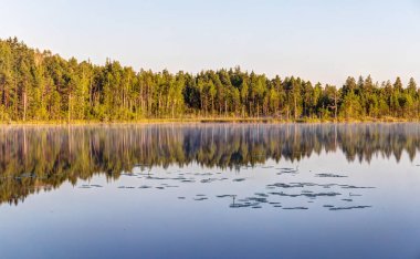 Bir orman gölün kıyısında