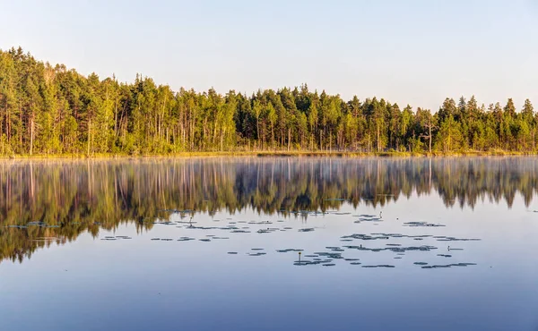 Oever van het meer van een bos — Stockfoto