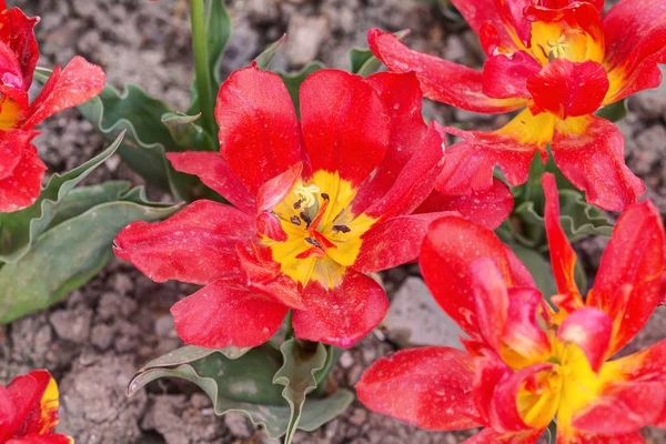 Tulipani gialli e rossi — Foto Stock