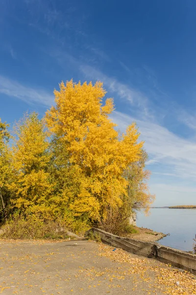 Alberi con foglie dorate — Foto Stock