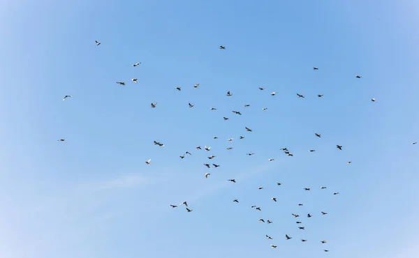 Stado gołębi — Zdjęcie stockowe