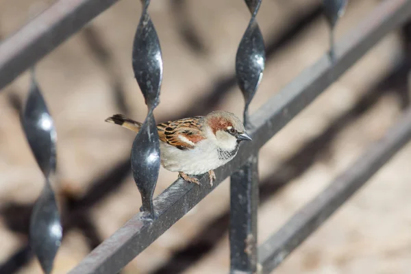 Sparrow on a metal fence — Stock Photo, Image