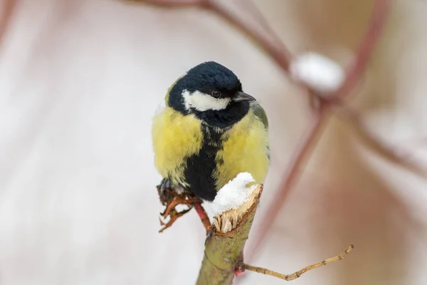 Porträt einer Meise Nahaufnahme — Stockfoto