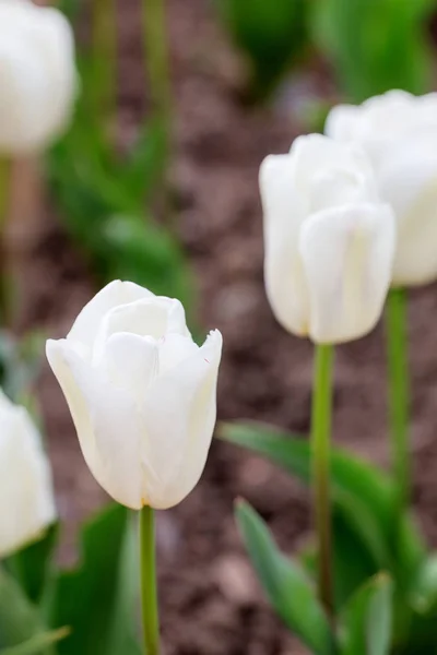 White tulips in garden — Stock Photo, Image