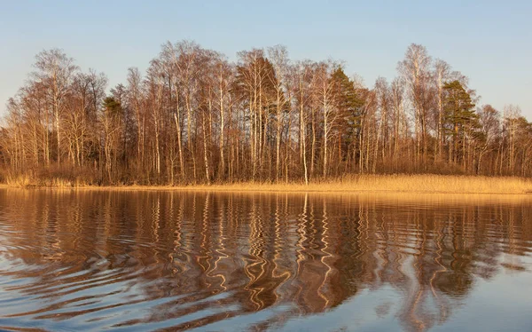 Bir orman göl üzerine düşünceler — Stok fotoğraf