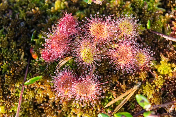 Flowers of the sundew closeup — Stock Photo, Image