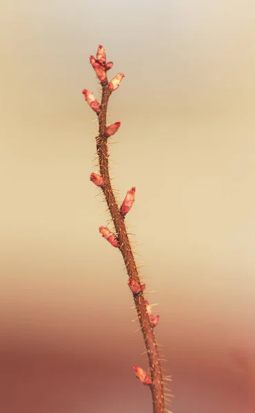Rama de rosa mosqueta — Foto de Stock