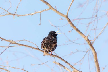 Starling ağaçta şarkı söylüyor.