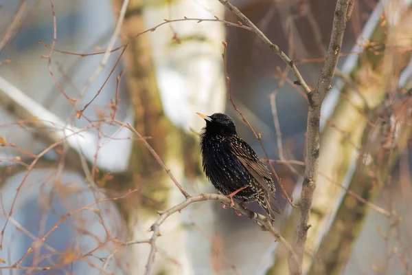 Starling on a tree branch — Stock Photo, Image