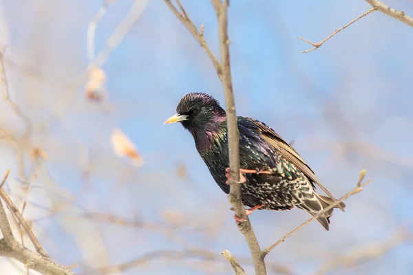 Portrait of a starling — Stock Photo, Image