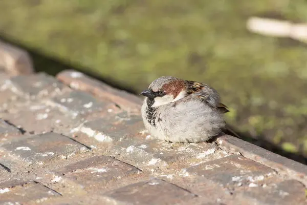 Sparrow sitting on a metal plate — Stock Photo, Image