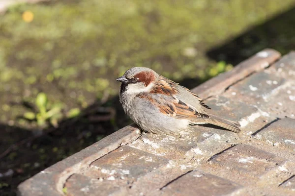 Sparrow sits on a metal plate — Stock Photo, Image
