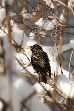 Starling bahar kar yağışı sonra