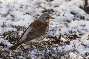 fieldfare kapat