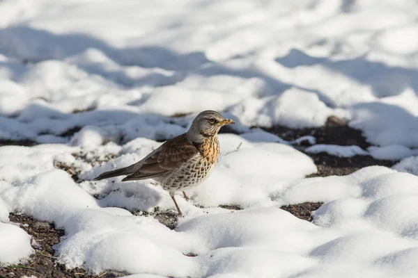 Campo na neve — Fotografia de Stock