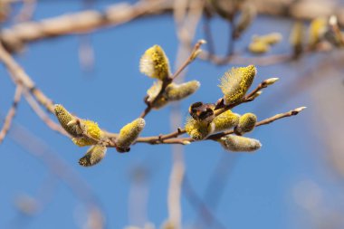 Arı bir söğüt pollinates
