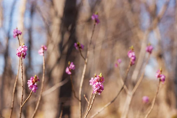Daphne våren blommande grenar — Stockfoto
