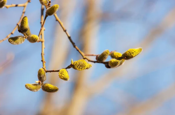 Flowering willow branch — Stock Photo, Image