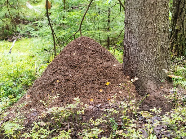 숲 속에서 개미 집 — 스톡 사진